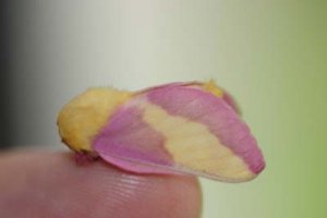 pinkmoth.jpg