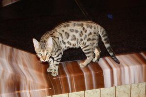 BEGIMG_0126.jpg