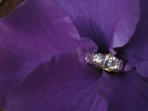 Native_hibiscus.JPG
