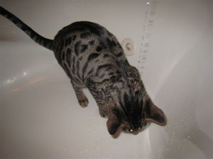 dinogettingwet.jpg