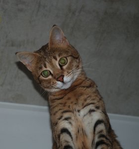 zoe-1.jpg