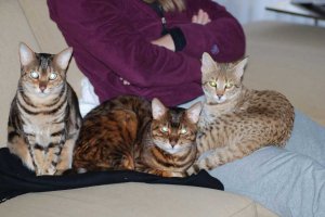 tres_gatos.jpg