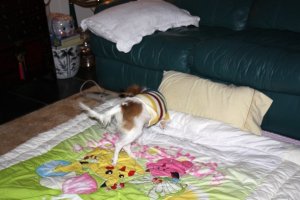 IMG_0364cd.jpg