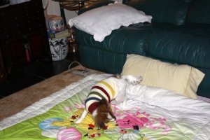 IMG_0365c.jpg