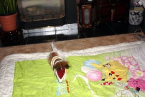 IMG_0371c.jpg