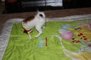 IMG_0373cd.jpg