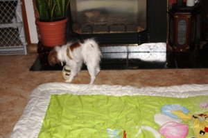 IMG_0374c.jpg