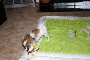 IMG_0375c.jpg