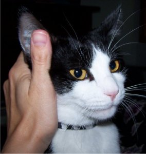 PSlovercat.jpg