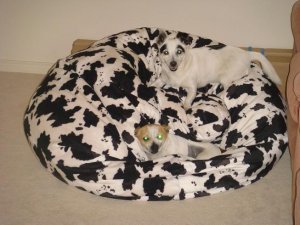 OnBeanBag.jpg