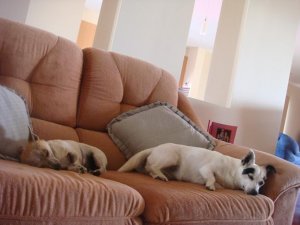 DogsNYE 004.jpg