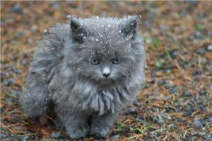 1stsnow.JPG
