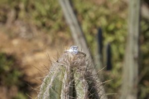IMG_6651 small.jpg