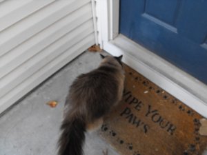 8wipeyourpawslaidhf.JPG