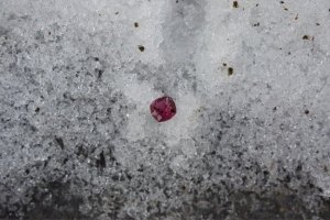 BEGTourmSnow1.jpg