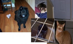 HH furbabies 2.JPG