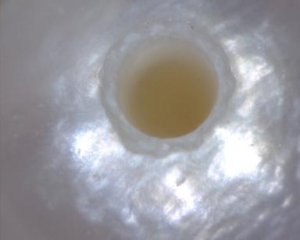 Image474.jpg