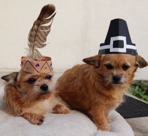 thanksgivingpups.jpg