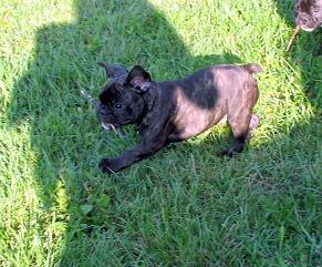 Tucker&Stick(Resized).JPG
