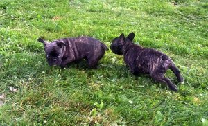 Tucker&Bro(Resized).JPG