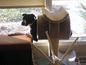 Havenscrazybubbaincattree.jpg