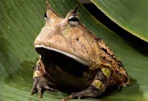 ugly frog.jpg