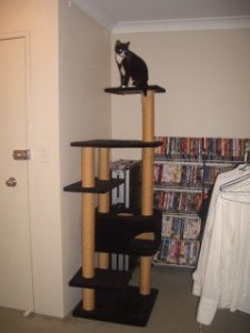 CIMG3184cattree.jpg