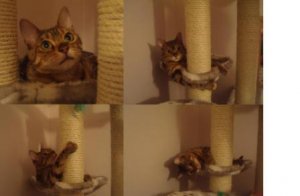 graciecattree12.jpg
