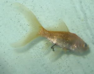 fish poo.jpg
