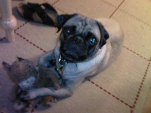 angus-1.jpg