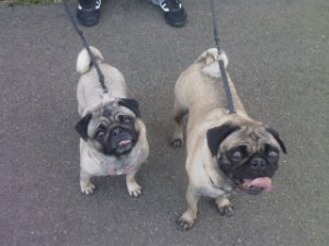 pugs-1.jpg