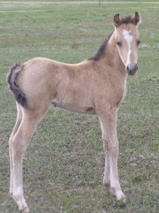 lor pony perhaps.jpg