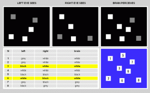 HumanStereoAdaptBlackbackground.gif