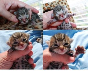 Kittens33.jpg