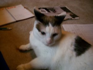 miffedkitty.JPG