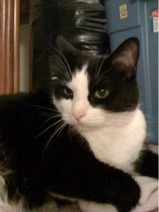 jggcheckerpiecat.jpg