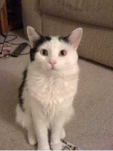 jggsmoremancat.jpg