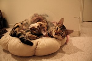 BEGKittiesIMG_1237.jpg