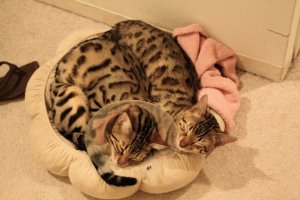 BEGKittiesIMG_1224.jpg