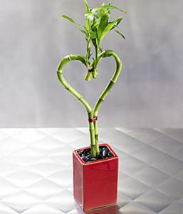 PLThrtbmboo08_l.jpg