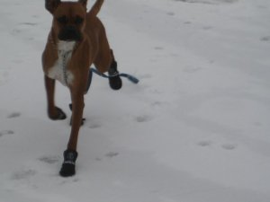 bodhiinthesnooooow.jpg