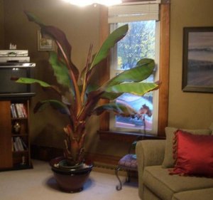 insidebananatree.jpg