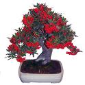 bonsai.jpg