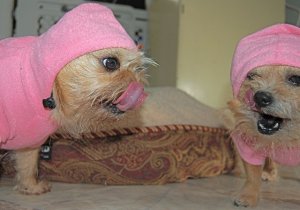 pupcakehm.jpg