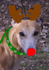 Jasper1holidaypup.JPG