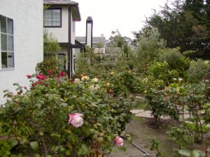rose garden sm.jpg