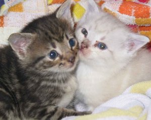little kitties2.JPG