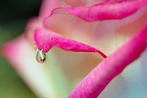droplet276235-8-rose.jpg