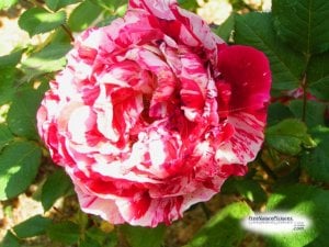 pinkandwhiterose.jpeg pinkandwhiterose.jpeg
