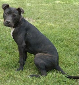 violet.shelterpic.omie.JPG violet.shelterpic.omie.JPG